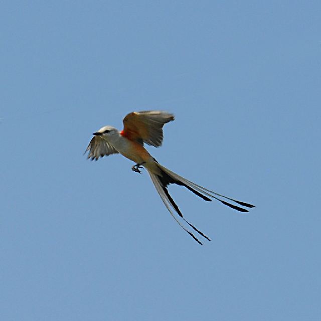 Scissor-tailed Flycatchers