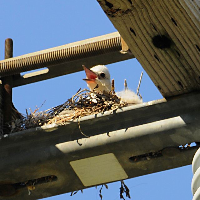 Scissor-tailed Flycatchers