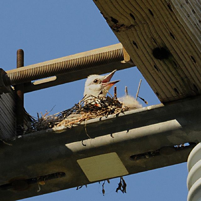 Scissor-tailed Flycatchers