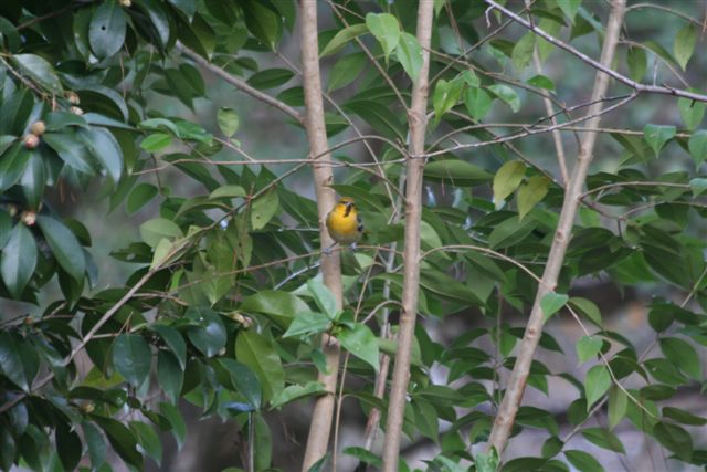 Bullock's Oriole
