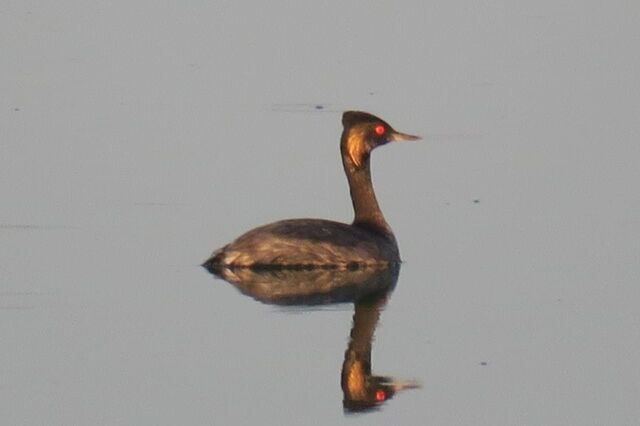 Eared Grebe