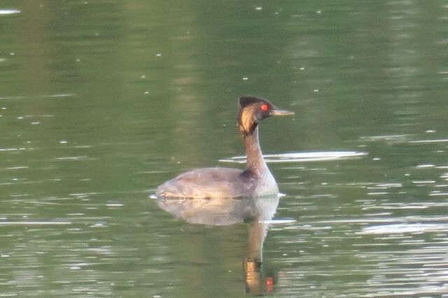 Eared Grebe