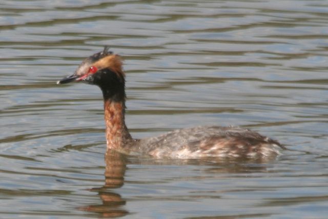Horned Grebe
