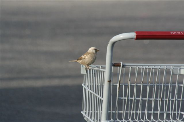 House Sparrow