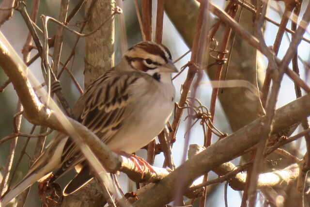 Lark Sparrow