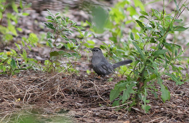 Gray Catbird