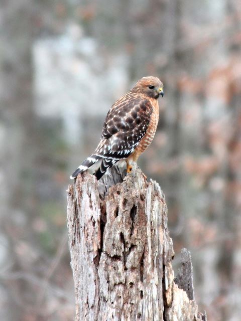 Red-shouldered Hawk