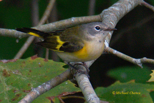 American Redstart