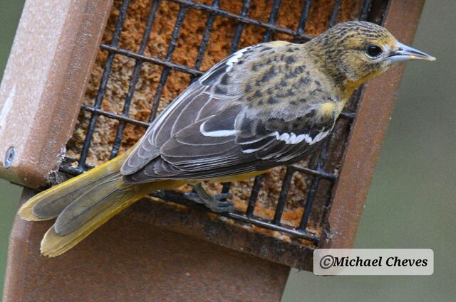 Baltimore Oriole