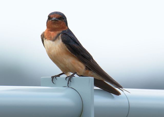 Barn Swallow