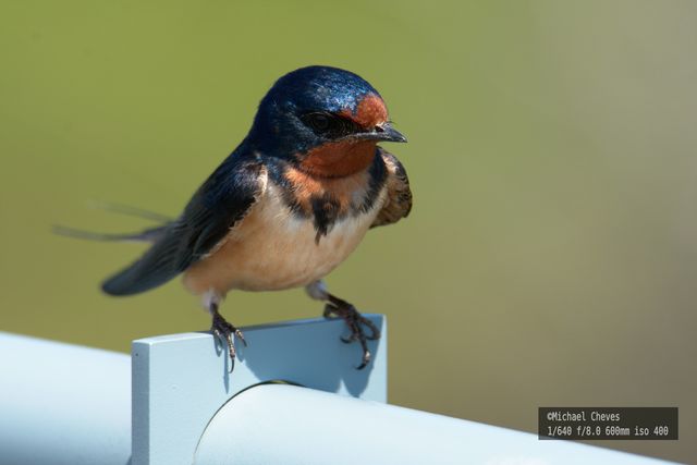 Barn Swallow