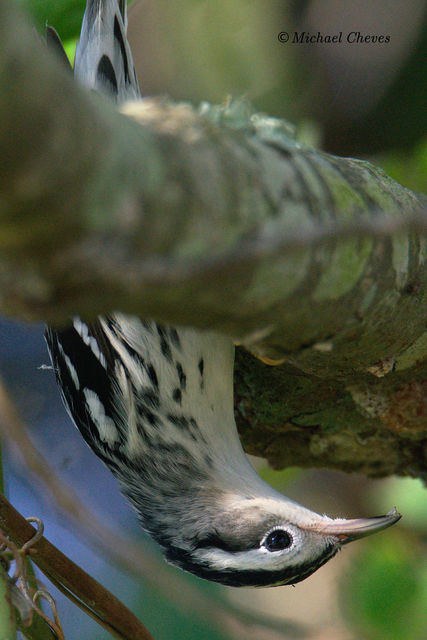 Black-and-white Warbler