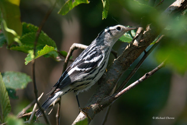 Black-and-white Warbler