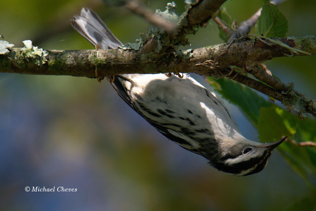 Black-and-white Warbler