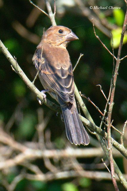 Blue Grosbeak