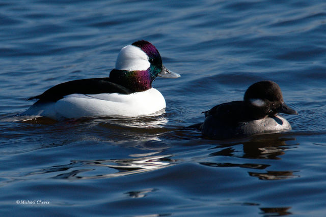 Bufflehead