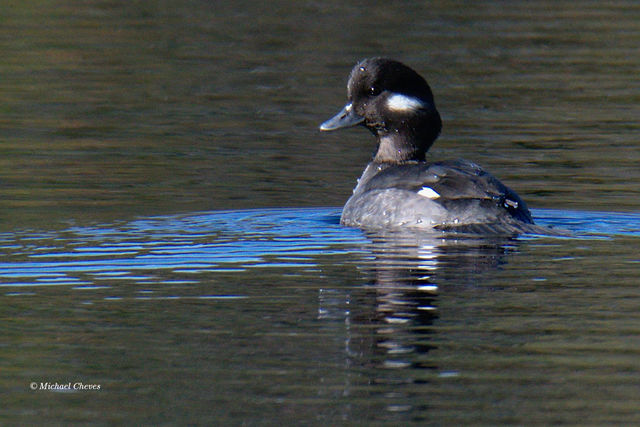 Bufflehead