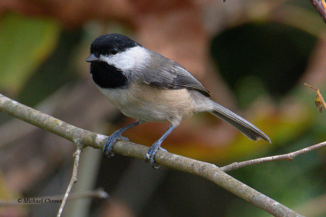 Carolina Chickadee