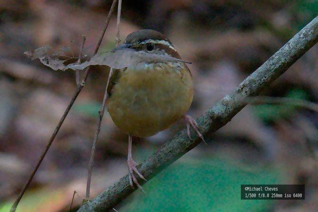 Carolina Wren