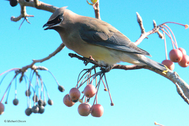 Cedar Waxwing