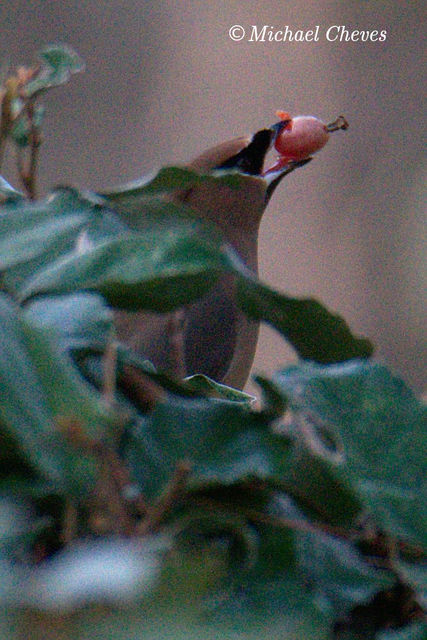 Cedar Waxwing