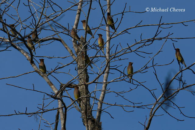 Cedar Waxwing