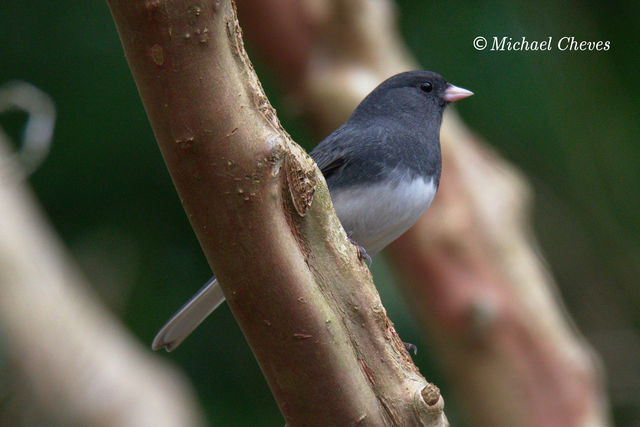 Dark-eyed Junco