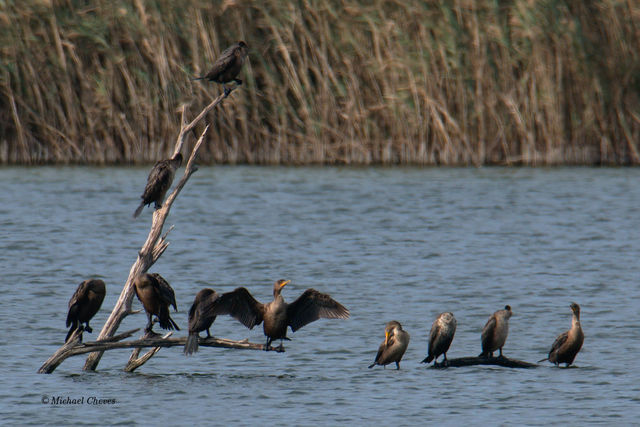 Double-crested Cormorant