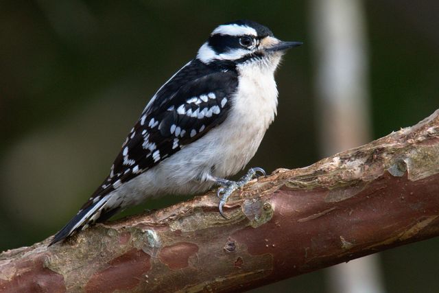 Downy Woodpecker