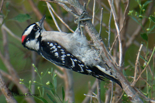 Downy Woodpecker