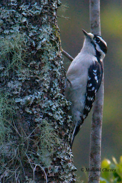 Downy Woodpecker