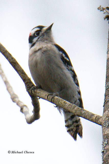 Downy Woodpecker