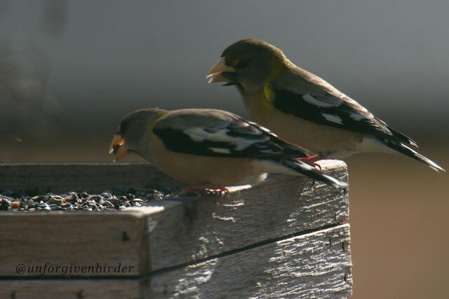Evening Grosbeak