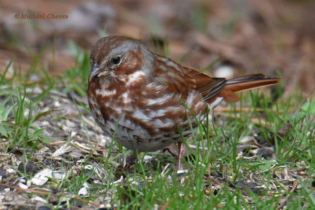 Fox Sparrow