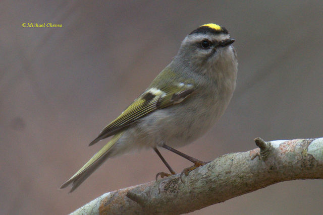 Golden-crowned Kinglet