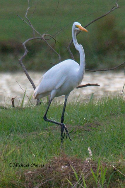 Great Egret