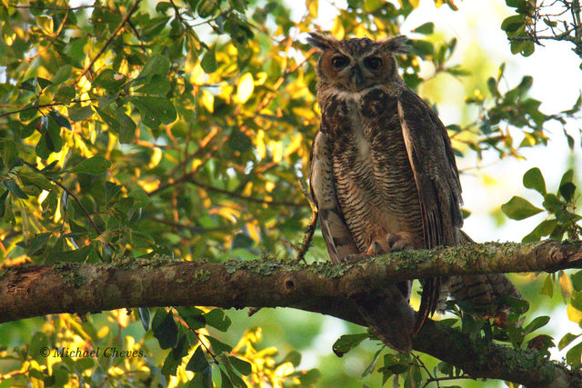 Great Horned Owl