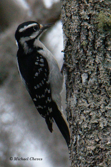 Hairy Woodpecker