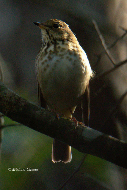 Hermit Thrush