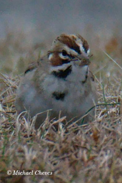 Lark Sparrow