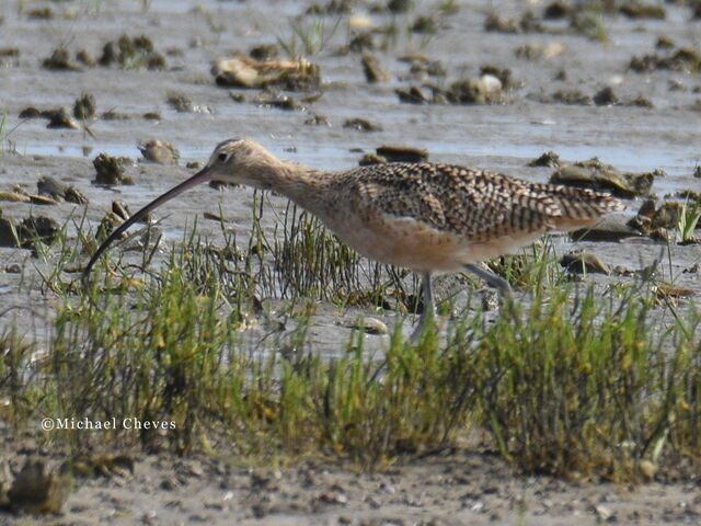 Long-billed Curlew