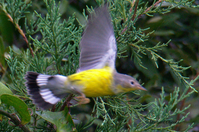 Magnolia Warbler