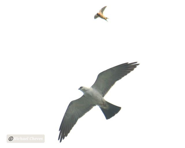 Mississippi Kite
