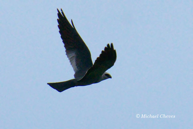 Mississippi Kite