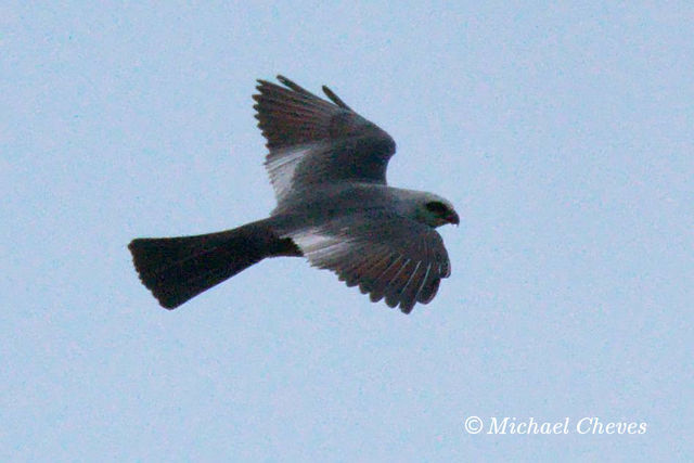 Mississippi Kite