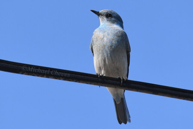 Mountain Bluebird