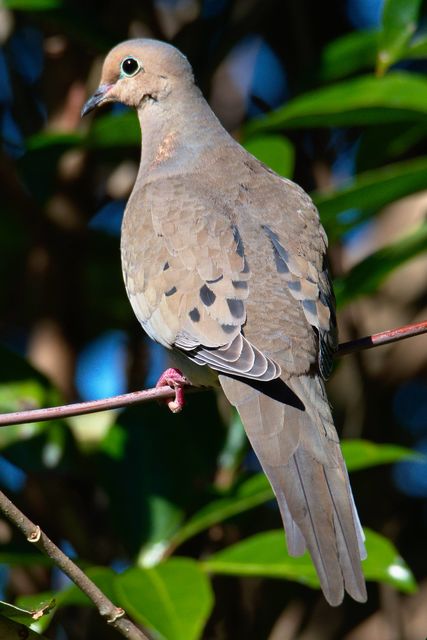 Mourning Dove