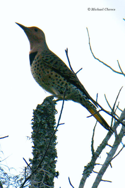 Northern Flicker