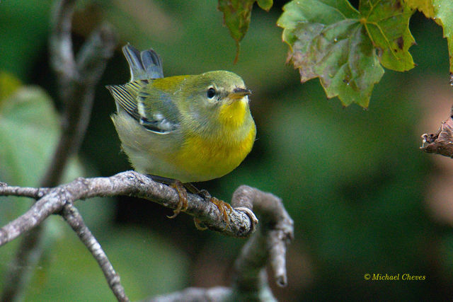 Northern Parula