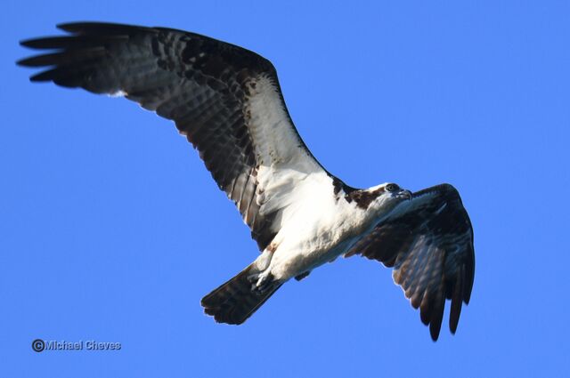 Osprey
